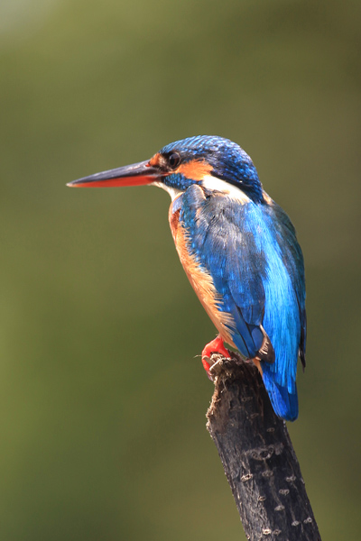 Common Kingfisher